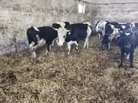सांड, Russian Black pied cattle — फ़ोटो 5