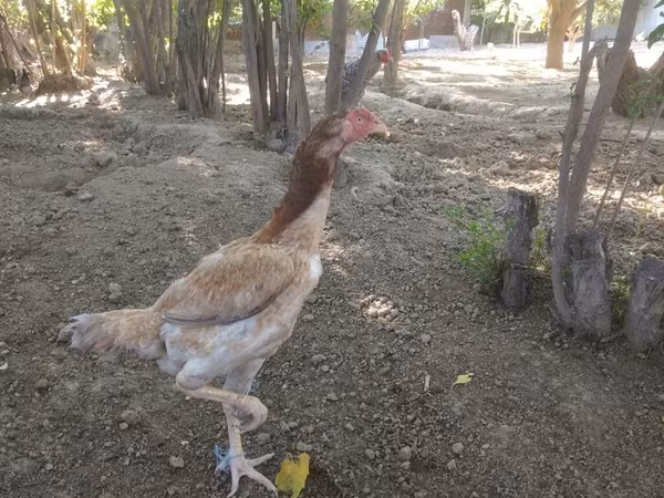 Chickens — Azərbaycan