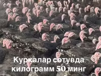 Slovenian Silver Hen — foto 4
