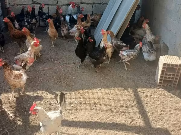 Chickens — Azerbaijan
