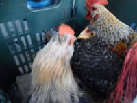 Japanisches Bantam — Foto 1
