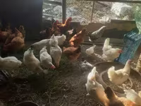 Chickens — الصورة 3