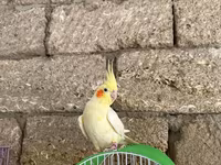 Korella qəfəs yuva munasib qiymete — фото 4