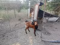 Kozioł, Nubian Goat — zdjęcie 1