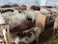 Owca, Beulah Speckled face sheep — zdjęcie 3