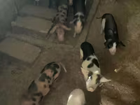 Säue, Schweine — Foto 1