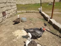 Ev Muskovisi — foto 3