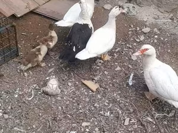 Domestic Muscovy