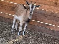 Koza, West African dwarf goats — foto 4