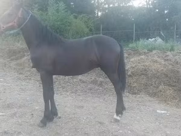 Koń, Friesian