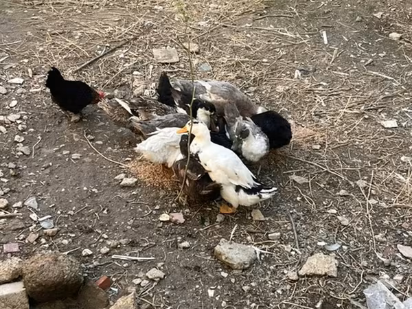Ducks — Azerbaijan