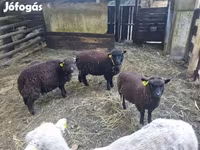 Owca, Southdown sheep — zdjęcie 1