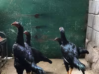 Shamo — zdjęcie 2