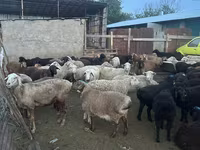 Qoç, Qoyunlar — foto 4