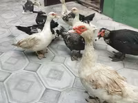 pato criollo doméstico — foto 2