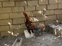 Shamo chickens — photo 3