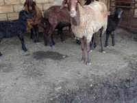 Oveja, Ovejas — foto 6