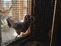 Chickens — foto 2
