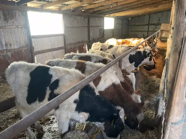 Buğa, Russian Black pied cattle