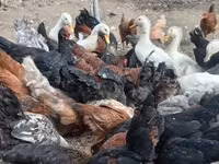 Chickens — foto 1