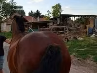 Mare, Horses — photo 1