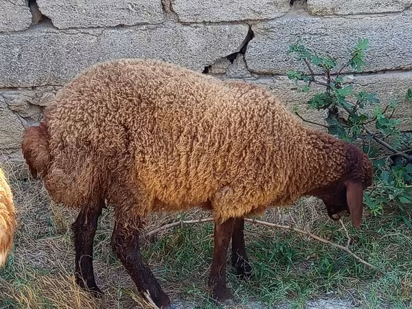 Qoç, Qoyunlar