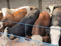 Toro, Aberdeen-Angus — foto 4