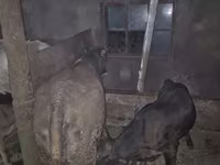 母牛, Cattle — 照片 2
