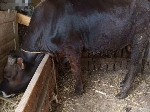 Bull, Aberdeen-Angus — Azerbaijan