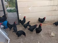 Australorp — photo 5