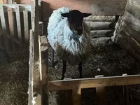 Owca, Romanov sheep — zdjęcie 2