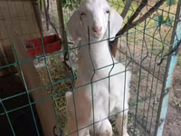 Goat, Alpine goat — photo 3