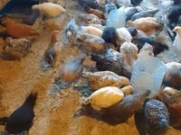 Chickens — photo 2