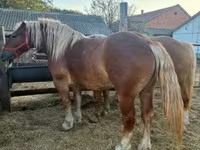 Kobyła, Hungarian horse breed — zdjęcie 4