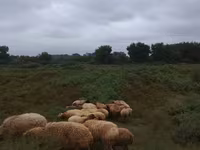 Ovce (šarže, pohlaví neuvedeno), Ovce — foto 6