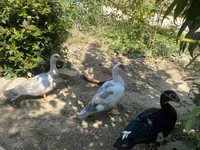 Ducks — 照片 8