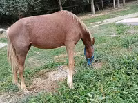 Yegua, French Trotter — foto 2