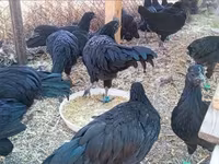 Ayam Cemani — Foto 4