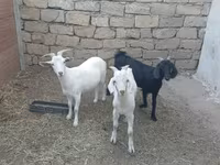 Keçilər (partiya, cinsi göstərilməyib), Keçilər — foto 2