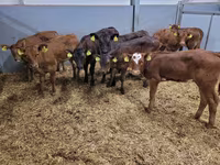 Cattle (batch, sex not specified), Simmental cattle — photo 6