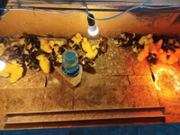 Ducks — foto 2