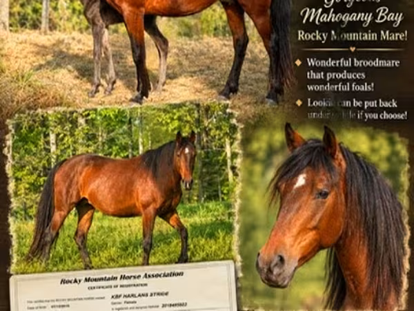 Mare, Rocky Mountain Horse