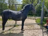 公马, Lipizzaner — 照片 2