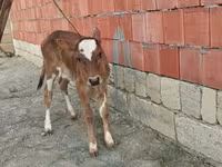 Vaca, Ganado vacuno — foto 4