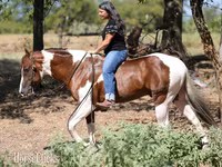 Kůň, American paint horse — foto 4