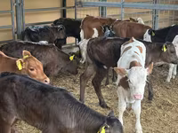 Toro, Ganado vacuno — foto 4