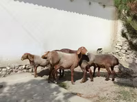 公羊, Sheep — 照片 7