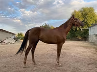 Madyan, Canadian horse breed — foto 1