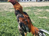 Chickens — photo 4
