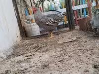 Chickens — foto 2
